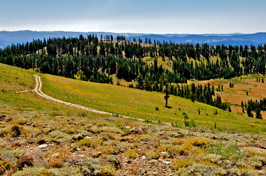 Looking to &ldquo;Tree Line&rdquo; from alpine zone on the flanks of Mount Reba, Sierra Nevada, California