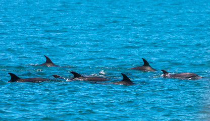 Pod of Dolphins in Bay of Islands, New Zealand