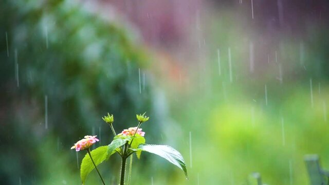 Slow motion shot of west indian lantana getting wet in the heavy tropical monsoon showers of Delhi india with a beautiful green out of focus background