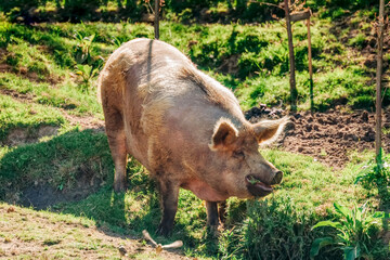 Pig grazing on meadow