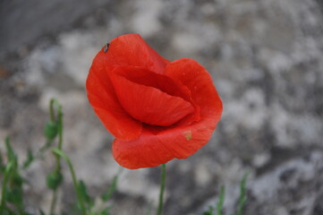 red poppy flower