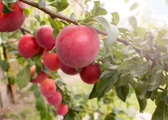 a ripe red plum grows on a branch of a tree in the sun. Selective focus. harvesting concept of natural biological products