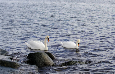 Romantic couple of mute swans (Cygnus olor) on the Baltic sea. Beautiful swan couple shot in the place where Daugava river flows into the sea.