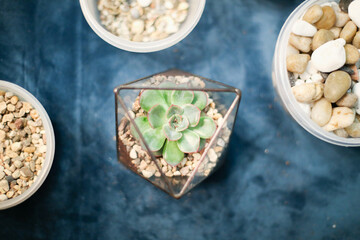 Green succulent in a glass pot next to jars with pebbles and moss. Master class: planting a succulent in a vase. Do it yourself. Photo from the series