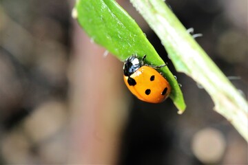 Ladybug as a close-up on a green plant