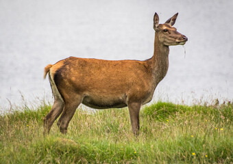 Red Deer (Cervus Elaphus)