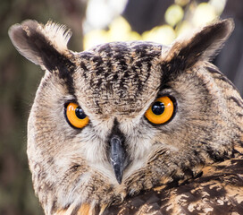 Closeup of a Great Horned Owl looking toward the camera