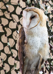 Barn Owl in wildlife rescue site standing and looking left