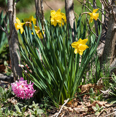 Obraz premium Closeup of Yellow Daffodil and Pink Hyacinth flowers in a flower bed