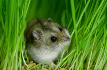 The happy hamster is lying on the ground and eating the stem of the young green plant.