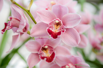 Fototapeta na wymiar pink orchid on a green background