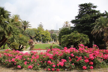 Fototapeta na wymiar Pink flowers in the Italian garden are illuminated by the morning sun