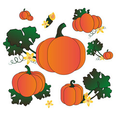 Orange pumpkin set of illustrations for halloween.