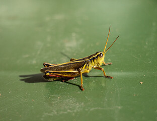 Green Grasshopper Macro on Green Background