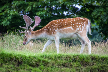 Fallow Deer (Dama Dama)