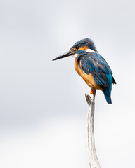 Male Common Kingfisher perched on a pale branch with blue cloudy sky in the background.  