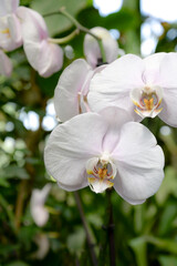 Naklejka na ściany i meble white orchid in garden