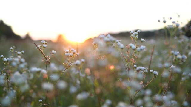 Closeup view slow motion video footage of beautiful small white daisy flowers growing in summer countryside meadow isolated on golden sunset sky background