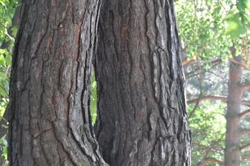 the bark on the trees