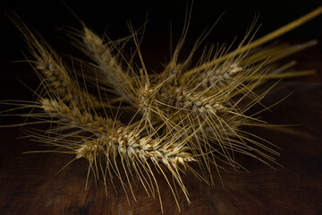 A bunch of ripe wheat stems, with wheat ears, spikelets, awns and grains, are lying on glass and a rustic wooden background.