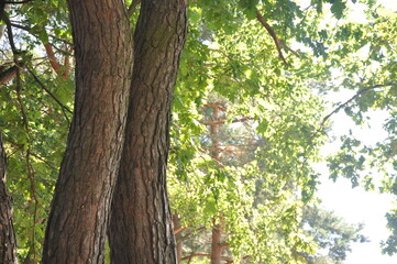 the bark on the trees