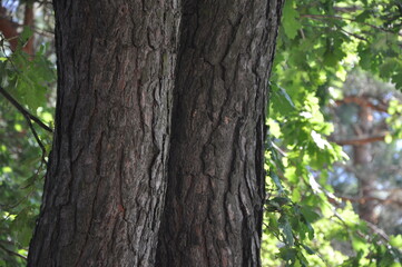 the bark on the trees