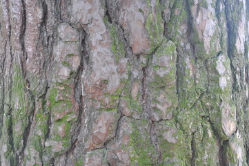 the bark on the trees