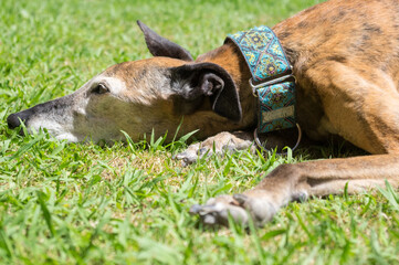Galgo descansa tumbado en el césped.