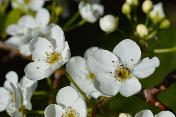 white flowers