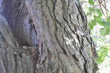 the bark on the trees