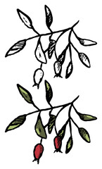 Vintage doodles of autumn berry. Realistic ink sketch of rosehip bunch. Hand drawn vector illustration. Set of contour and color element isolated on white, for design, decor, print, card, sticker etc.