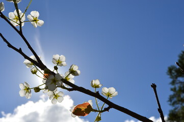 flower