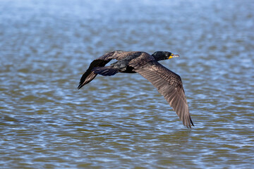 The late afternoon sun highlights the warm brown hues and feather pattern of a Double-crested Cormorant as it flies just above lake waters.