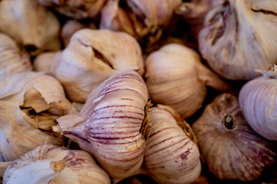 Close Up View From Above To Garlic Bulb And Purple Garlic Cloves.Macro Photo