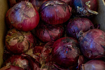 Close up view from above to purple onion bulbs. Macro photo