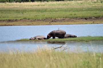 Hippotamus with a bird on his back and two hippos lie next to him