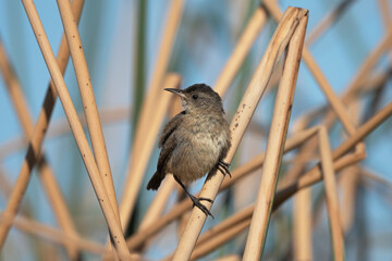 Marsh Wren juvenile perched in the dry reeds