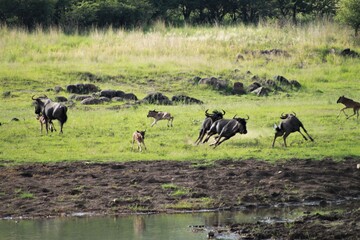 Fototapeta na wymiar Wildebeests and her calves are running around fast