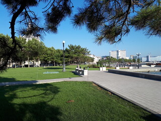 Obraz premium Walking area in the Park on the embankment, green lawn, pine trees. Behind the trees, you can see a white high-rise building. A clear summer day.