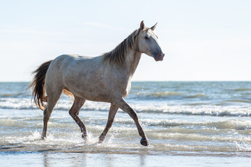 Obraz na płótnie Canvas Rocky Mountain Horse trotting through the water. On the beach with a blue sky.