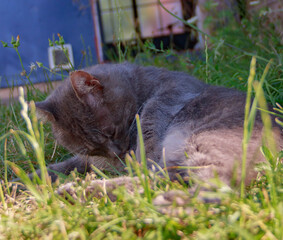 a cat with velvety tabby fur lying in the sun and relaxing