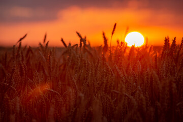 Red burning sun circle over the field of wheat during the sunset © Vitalii