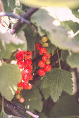 Red currants in the garden