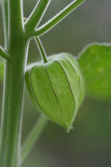Obraz premium Cape gooseberry ripening.