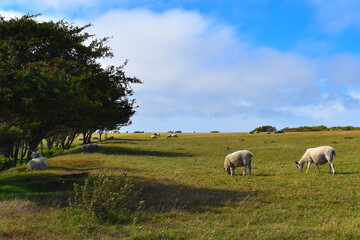 Fototapeta premium Livestock graze in various ways and influence individual habitats such as farmland chalk grassland and heathland. Mixture of horses cows sheep and goats are a common sight in South Downs National Park