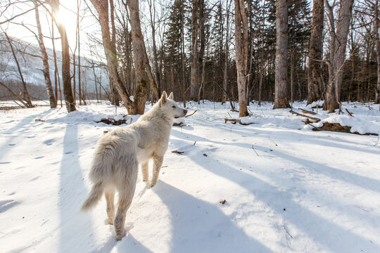 Russian hunting in the winter forest. A white hunting dog stands in the snow in a remote beautiful winter taiga