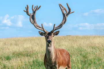 Red Deer (Cervus elaphus)