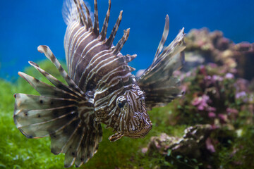 Lionfish (dendrochirus zebra), fish in an aquarium