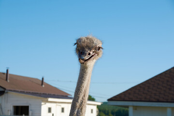ostrich head close-up.wild bird in an aviary on a farm