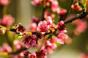 A macro shot of the buds of an apple tree opening in the sun and shimmering red and gold